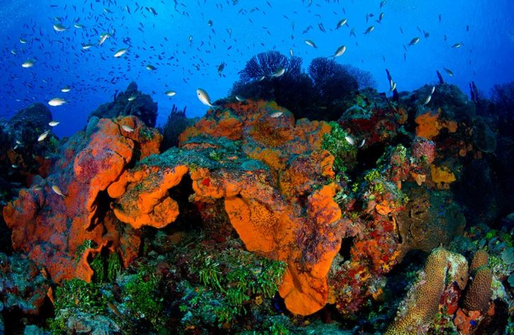 Coral Reef in Grand Cayman - Crazy Crab