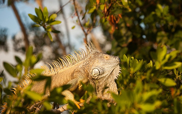 Green Iguana in Cayman Crazy Crab