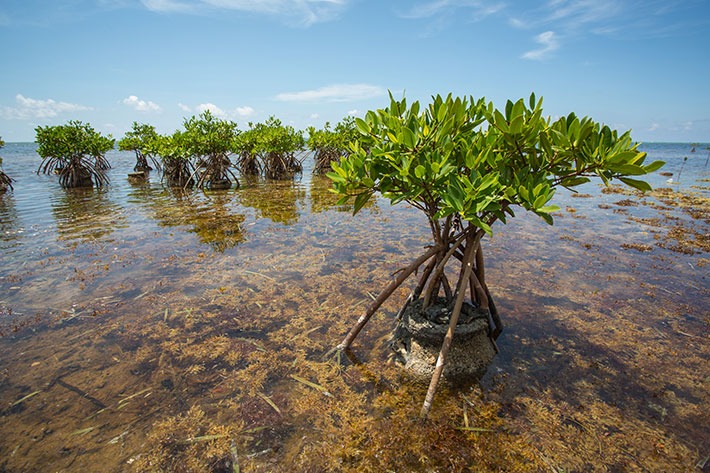 Mangrove in cayman crazy crab