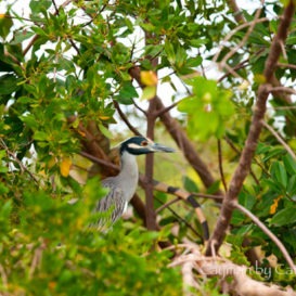 wildlife-grand-cayman-mangroove-heron