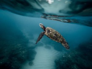 Turtle in Grand Cayman