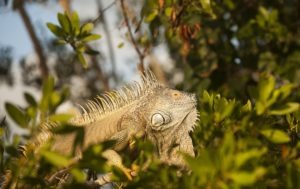 wildlife in grand cayman