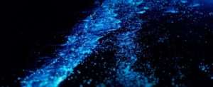 glowing water grand cayman