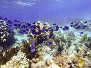 Grand Cayman things to know - snorkeling