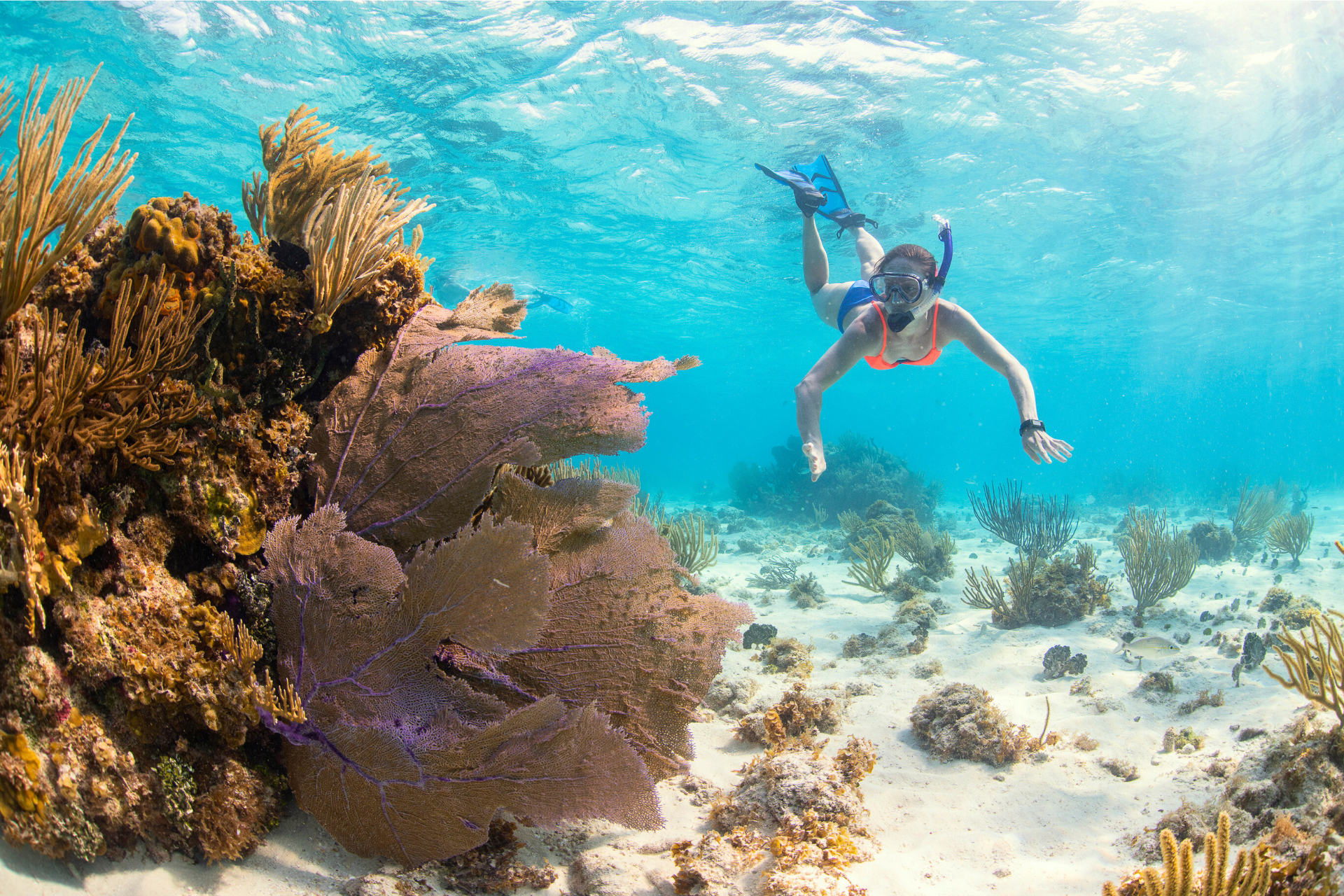 Corals - Guided Snorkeling experience with Crazy Crab Cayman