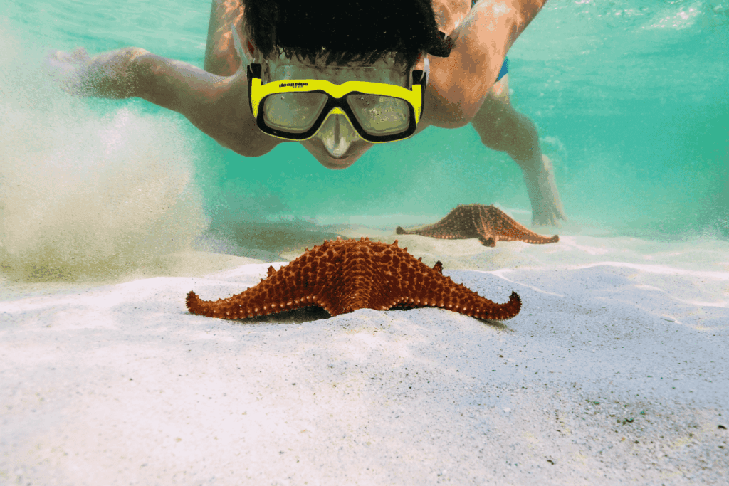 Starfish Point Snorkeling - Grand Cayman