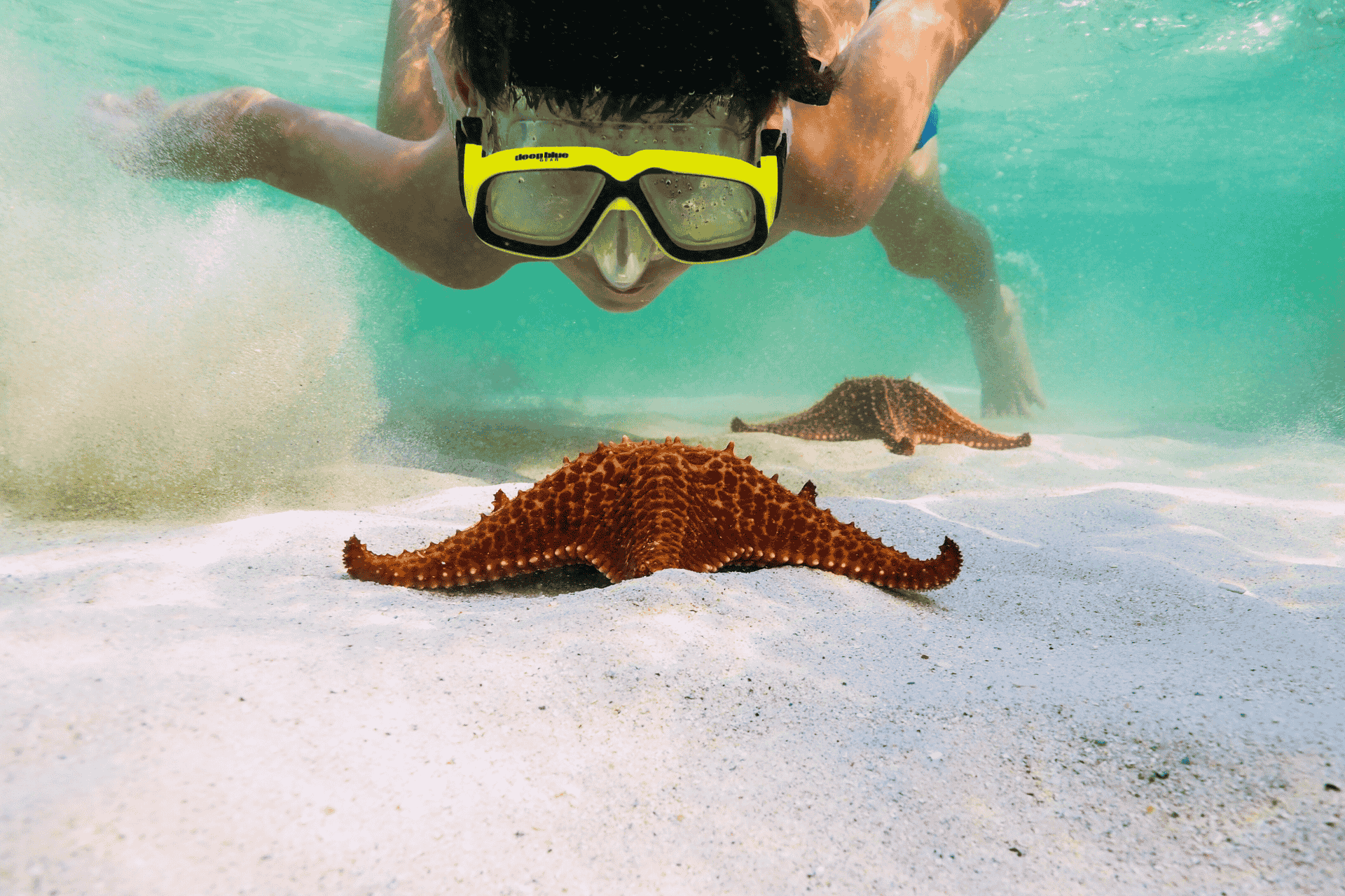 Starfish Point Snorkeling - Grand Cayman